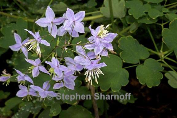 thalictrum delavayi 2 graphic